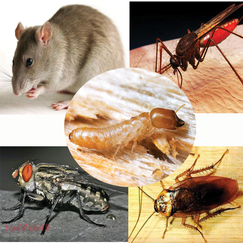 Dịch vụ diệt côn trùng gây hại